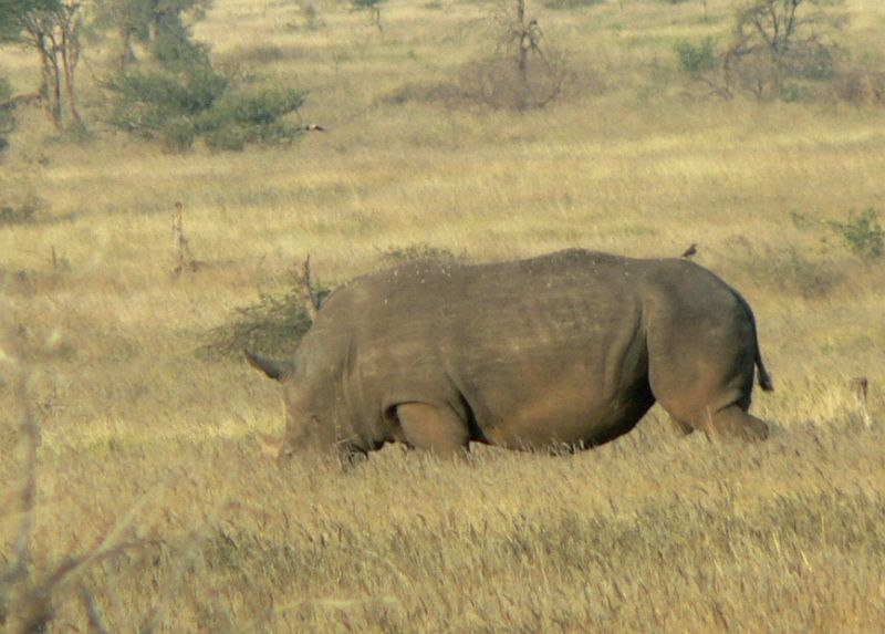 JAR 196_nos.JPG - Zde se jedná o Nosorožce bílého, který je větší a méně agresivní. Bohužel byl asi kilometr daleko, tak Kroci nemohl dodržet svůj slib, že mu půjde šáhnout na roh. V tuto chvíli jsme ještě netušili, že to bude poslední setkáním s tímto obrněncem.